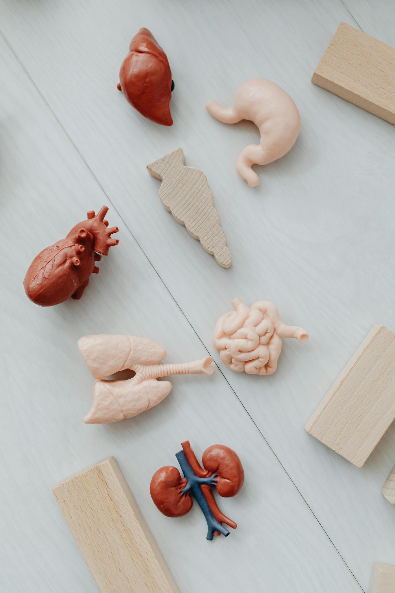 Flat lay of educational toy models of human organs for anatomy learning.